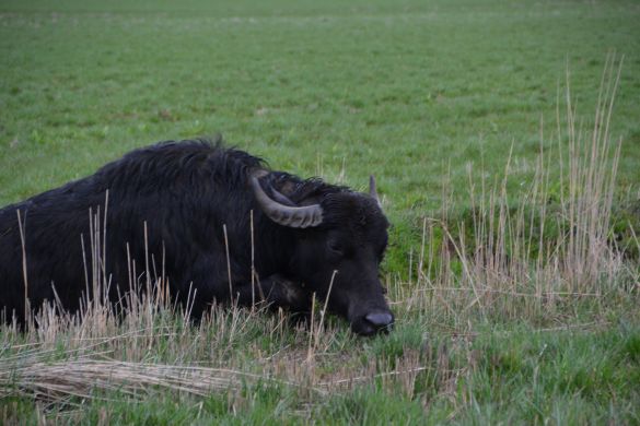 Noordwaard buffels 1
