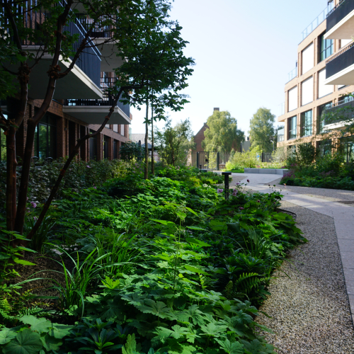 Daktuin Den Bosch