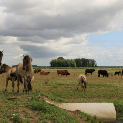 Noordwaard Gebr van Kessel
