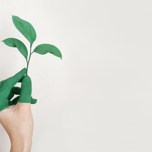 art-close-up-ecology-886521.jpg