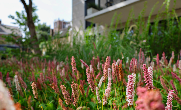 terreininrichting Tolsteegsingle Utrecht tuin