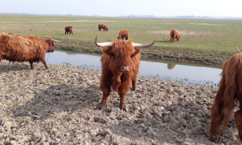 Noordwaard (18).jpg