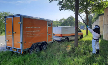Bestrijden eikenprocessierups2.jpg