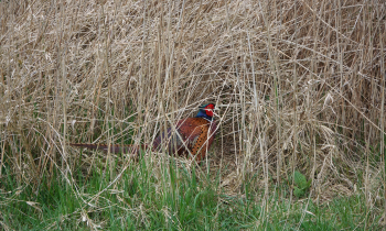 DSC05822.JPG