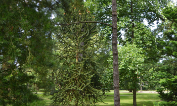 Baarn11.JPG